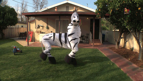 MC Hammer Zebra