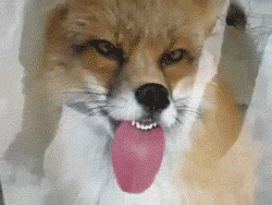 Weird fox