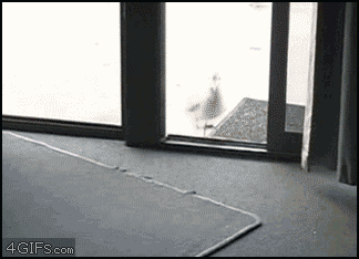 Seagull has punished itself