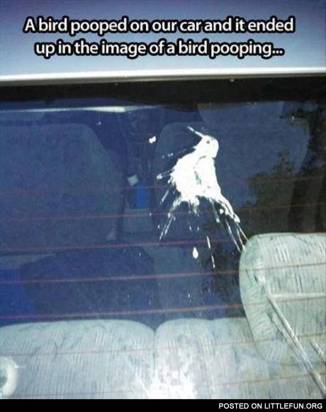A bird and the car