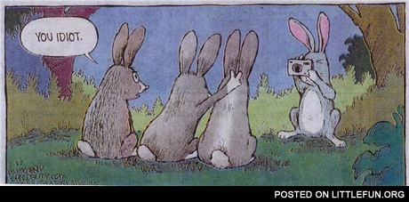 Rabbits photo