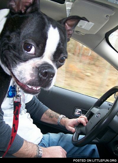 Dog driver