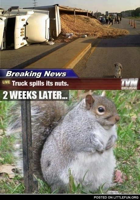 Fat squirrel