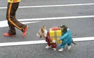 Awesome dogs costume