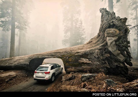 A tunnel through a fallen giant Sequoia Tree