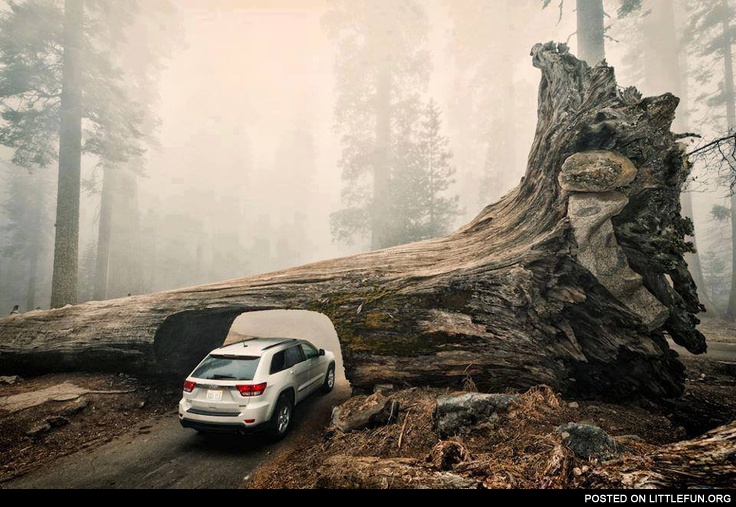 A tunnel through a fallen giant Sequoia Tree