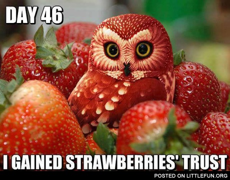 Strawberry