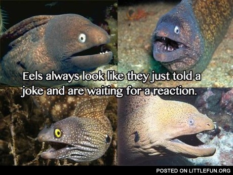 Eels always look like
