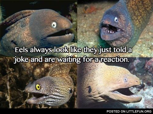 Eels always look like