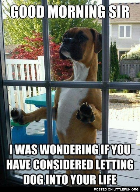 Polite dog