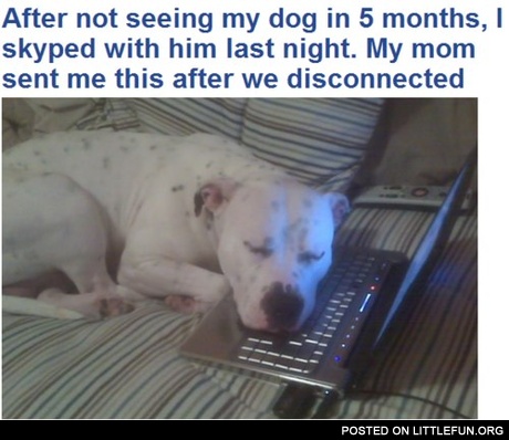 My dog
