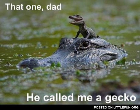 He called me a gecko
