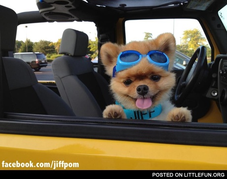 Happy dog in the car