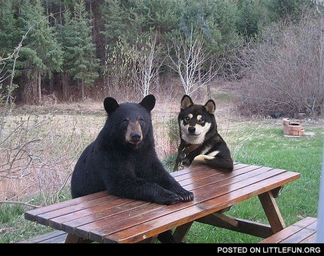 Bear and dog