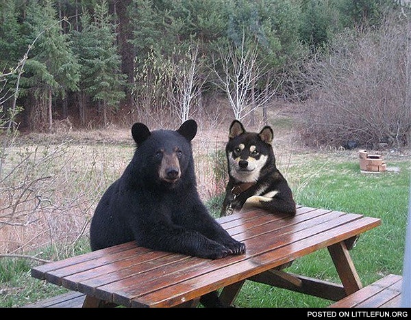Bear and dog