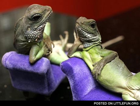 Lizards
