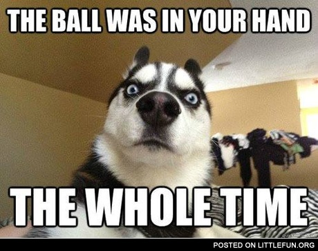 Shocked husky