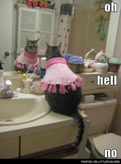 Dressed cat