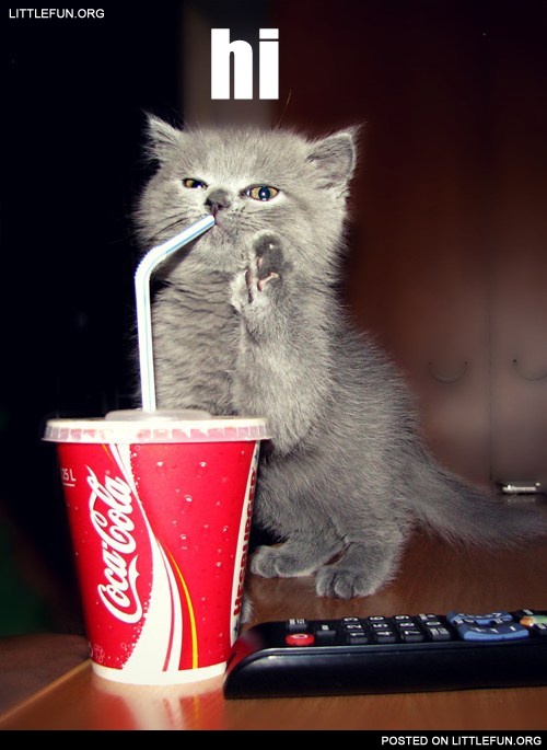 Drinking cat