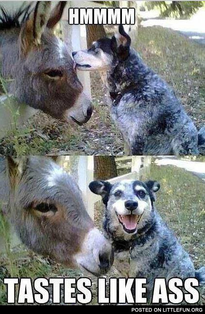 Dog and donkey