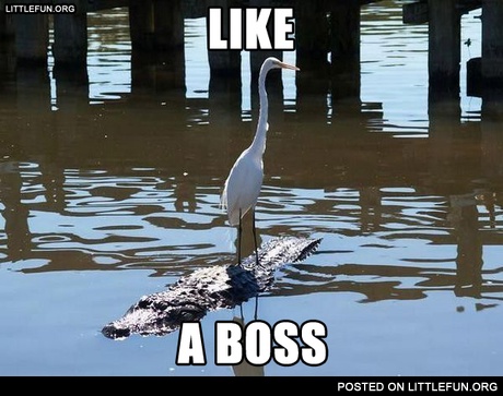 Like a boss
