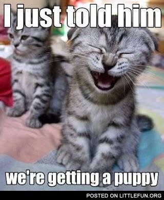 Lolcat