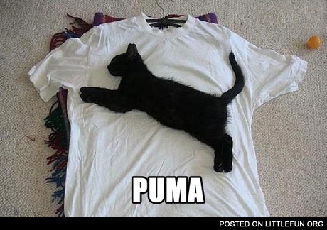 Puma