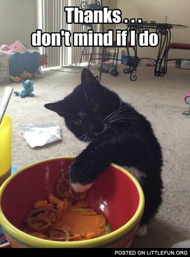 Cat and cookies