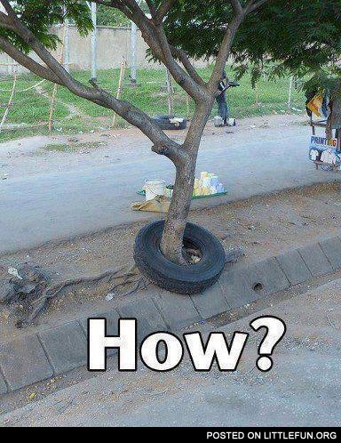 Tree and tire
