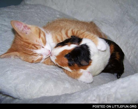Cat and cavy