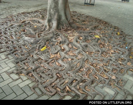 Roots
