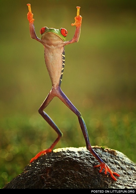 Rude frog