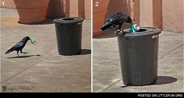 Smart crow