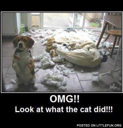 Look at what the cat did