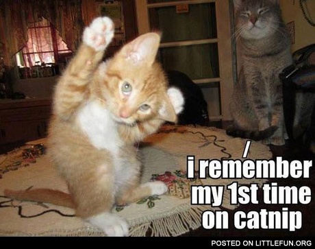 First time on catnip