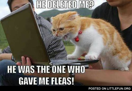 Angry cat and laptop