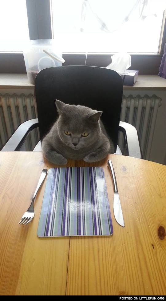 Cat at the table