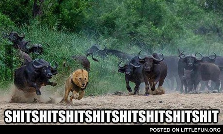 Lion vs. Bulls