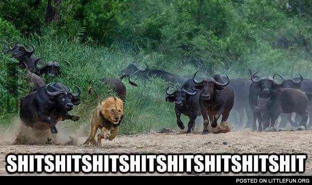 Lion vs. Bulls