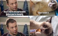 Grumpy cat and Snickers