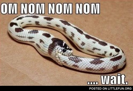 Om nom nom snake