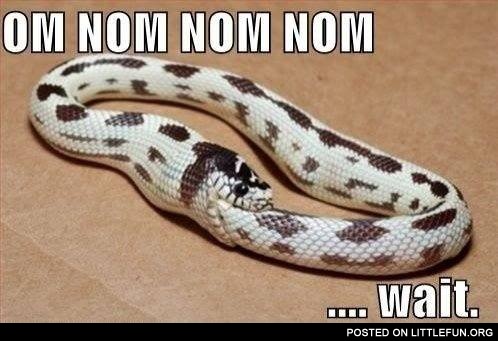 Om nom nom snake