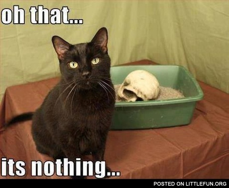 Dangerous cat