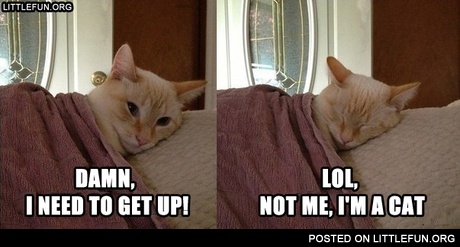 Not me, I'm a cat