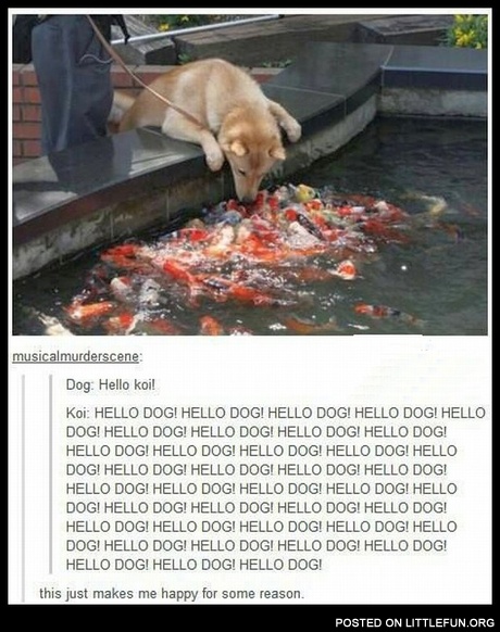 Dog and koi