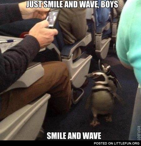 Penguins at the plane