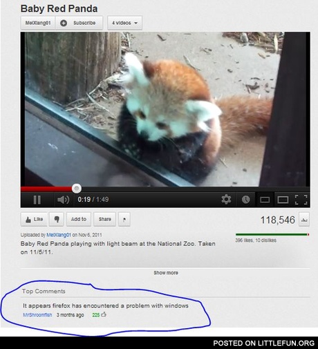 Baby red panda