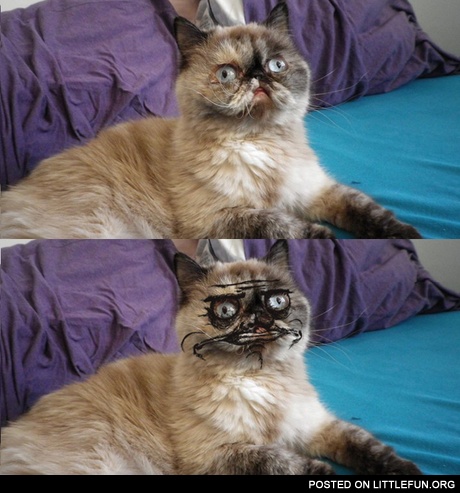 Me gusta cat