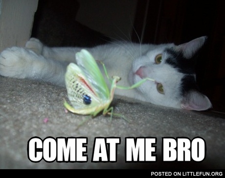 Come at me bro