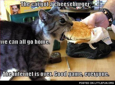 The cat got a cheeseburger